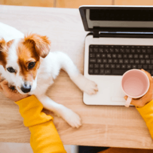 Introduction to the Five Elements for Animals