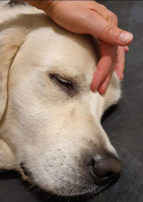 Elemental Acu Merci 2