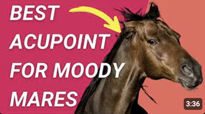 Horse with a Bad Attitude? You need THIS Equine Acupressure Point Now