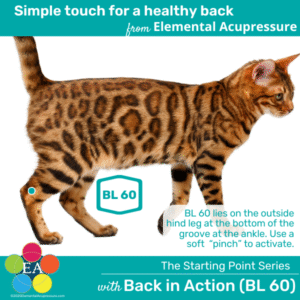 Starting Points Series: Back in Action (BL 60) for Cats