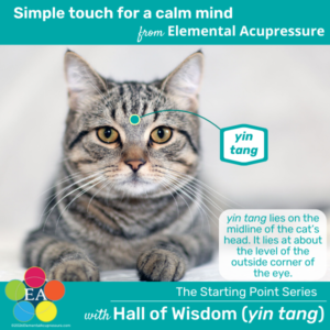 Starting Points Series: Hall of Wisdom (yin tang) for Cats