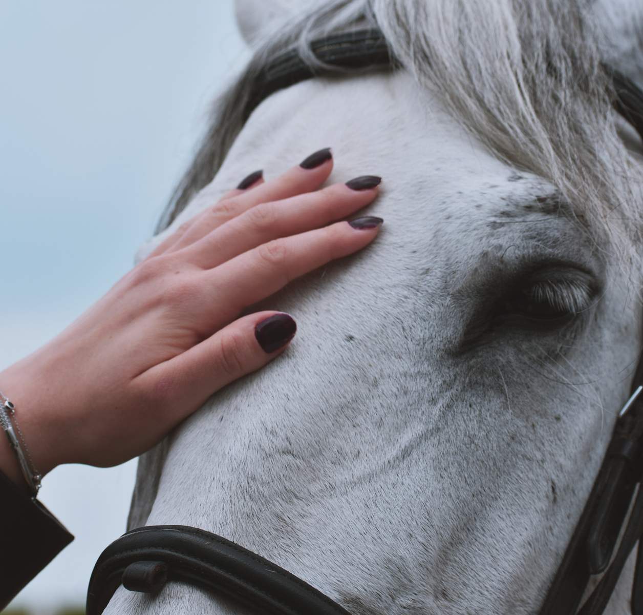 A woman's hand touching the face of a white horse.