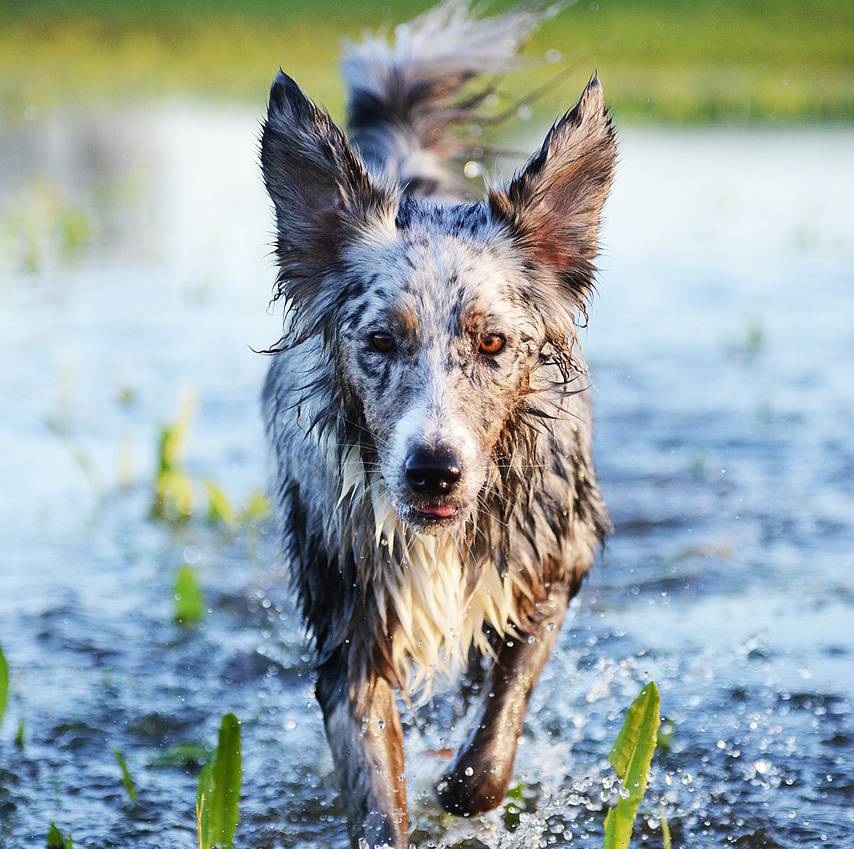 A wet dog running towards the camera through a shallow body of water.