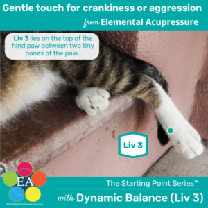 Starting Points Series: Dynamic Balance (Liv 3) for Cats