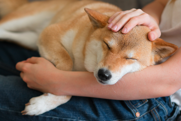 shiba 600x400