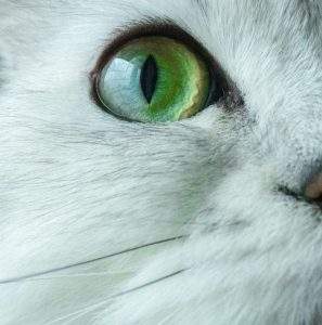 000 pexels-monstera-7794394