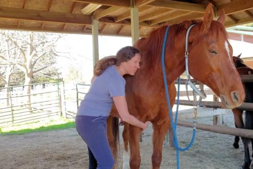 HT 1 horse Megan McKay cropped