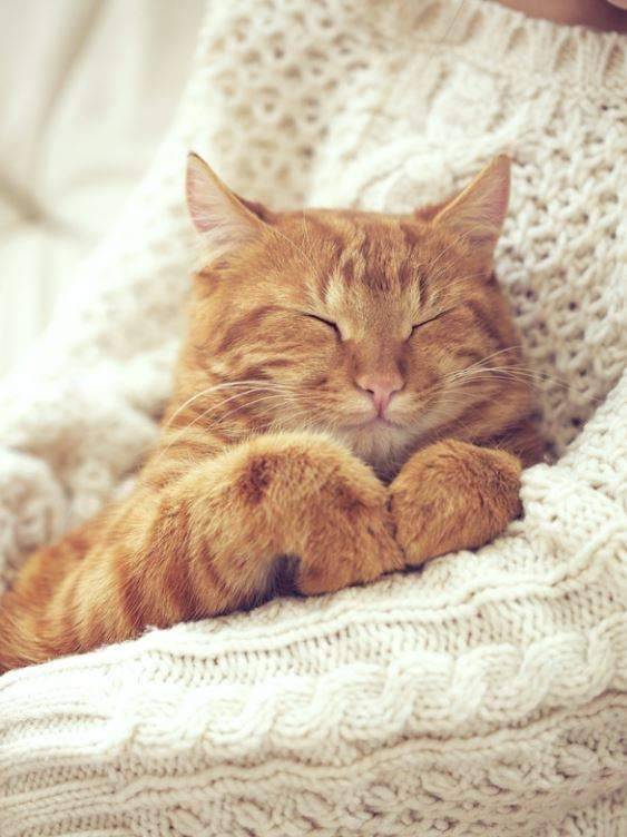 cat snuggle