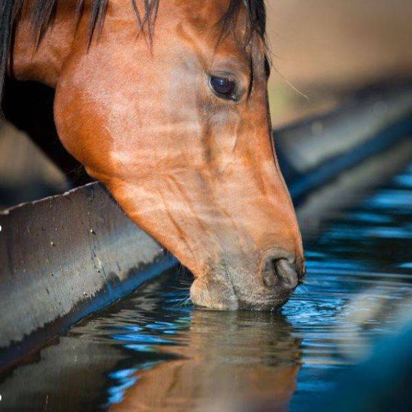 horse drinking