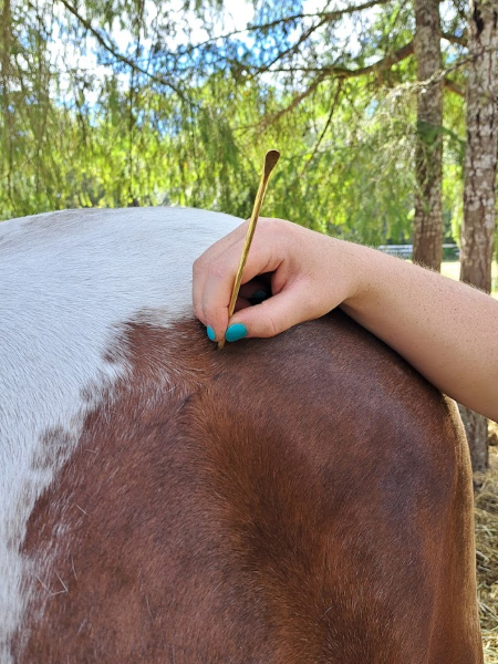 horse hq with sunshine - 450 x 600