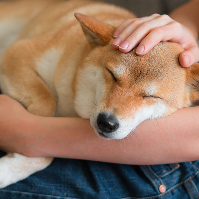shiba 400x400