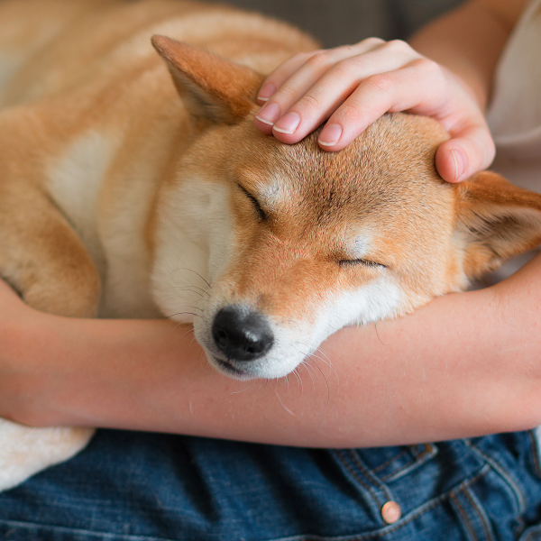 shiba 600x600