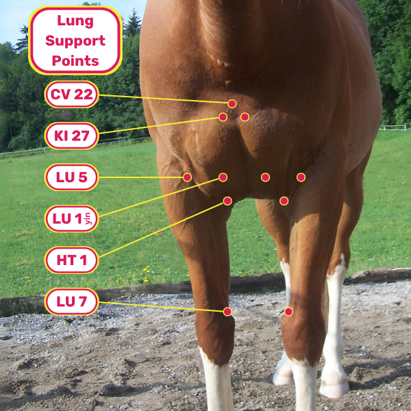 smoke and air quality horse